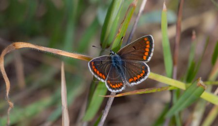 green background and tiny butterfly, Brown Argus, Polyommatus agestis