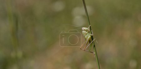 A grasshopper catching its prey on the grass
