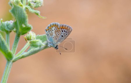 winziger Schmetterling auf grüner Pflanze, Teberdinsk Falscher Argus, Polyommatus teberdinus