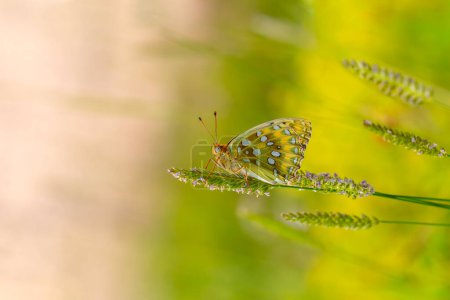 big red butterfly clinging to grass, Dark Green Fritillary, Argynnis aglaja