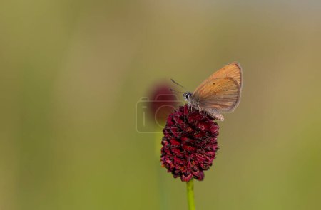Brauner kleiner Schmetterling auf Wirtspflanze, Phengaris nausithous