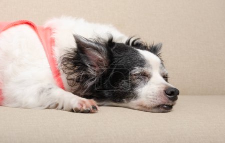 Hundedame schläft friedlich auf dem Sofa im Wohnzimmer. Heller Hintergrund, geschlossener Winkel, Nahaufnahme, Nahaufnahme. Maskottchen Gesicht. Alter Hund. Echter Hund.