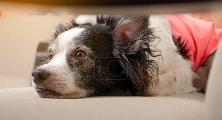 Female dog lying ready to sleep on the furniture, sofa, in the living room, sleeping peacefully. Light background, closed angle. Foreground. Real dog. 