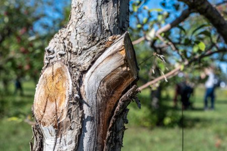 Photo for Pruned section of an apple tree showing where dead branches were removed. High quality photo - Royalty Free Image
