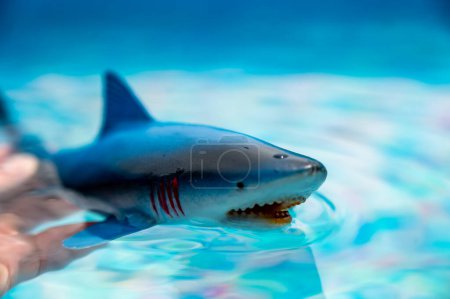 Foto de Gran tiburón blanco juguete de plástico en la superficie de una piscina. Foto de alta calidad - Imagen libre de derechos