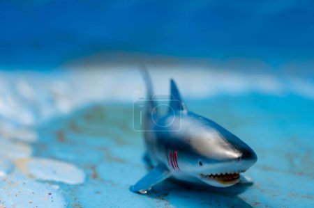 Foto de Concepto de imaginar un gran tiburón blanco en una piscina - Imagen libre de derechos
