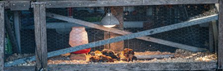 Téléchargez les photos : Broyeur de poulet utilisé pour prendre soin des jeunes poussins dans une cage avec une lampe thermique pour la chaleur - en image libre de droit