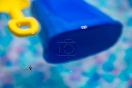 Photo for Dead insect floating on a swimming pool implying that it needs to be cleaned before use. - Royalty Free Image