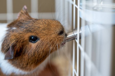 Photo for Selective focus on a guinea pig drinking out of a water bottle mounted on the side of a wire cage. High quality photo - Royalty Free Image