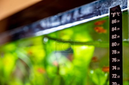 Foto de Selective focus on a fish tank thermometer mounted to glass edge with blurred fish in background. High quality photo - Imagen libre de derechos