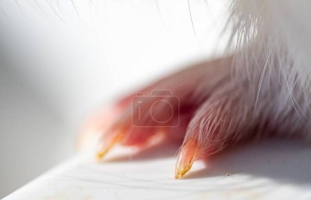 Selective focus on guinea pig nails on front paw. . High quality photo