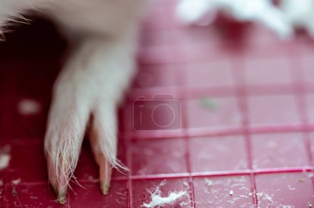 Photo for Selective focus on guinea pig nails on back paw. . High quality photo - Royalty Free Image