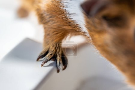 Photo for Selective focus on guinea pig nails on front paw. . High quality photo - Royalty Free Image