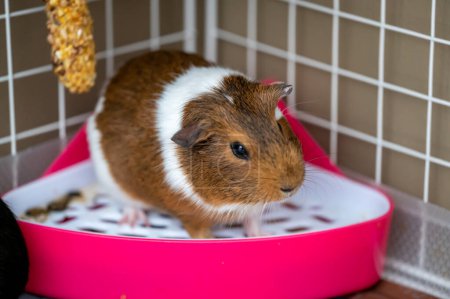 Photo for A potty trained guinea pig sitting litter pan in a corner. High quality photo - Royalty Free Image
