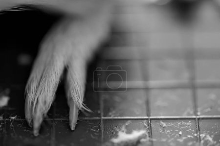 Photo for Selective focus on guinea pig nails on back paw. . High quality photo - Royalty Free Image