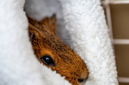 Téléchargez les photos : Guinea pig relaxing in a warm fleece hideout . High quality photo - en image libre de droit