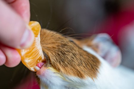 Guinea pig using front incisors to eat an orange in held by hand. . High quality photo