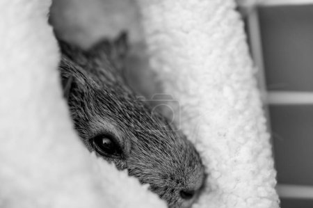 Foto de Cerdo de Indias relajándose en un cálido escondite de lana. Foto de alta calidad - Imagen libre de derechos