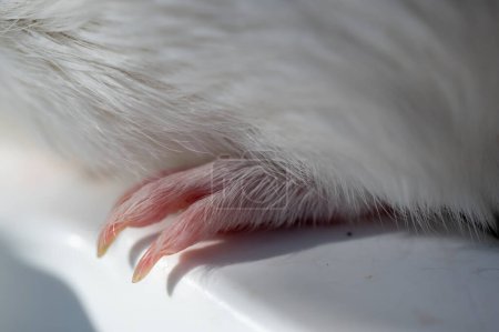 Selective focus on guinea pig nails on back paw. . High quality photo