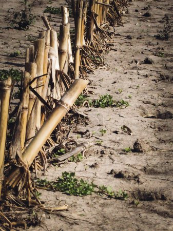 Foto de Campo de maíz después de la cosecha con el paso esparcido sobre el suelo descongelado. Foto de alta calidad - Imagen libre de derechos