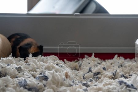 Selective focus on shredded paper bedding in a small animal cage. . High quality photo