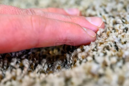 Photo for Compressed area of carpet with indentation where heavy furniture sat for a long period. . High quality photo - Royalty Free Image