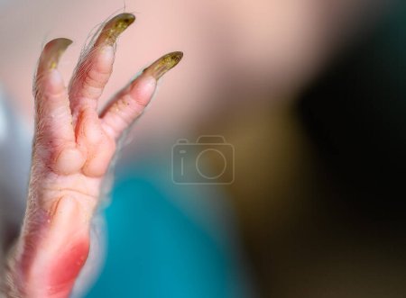 Photo for Selective focus on foot pads and nails of a guinea pig back paw. . High quality photo - Royalty Free Image