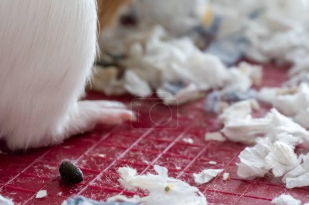Enfoque selectivo en heces de roedores mamíferos y lecho de papel rallado. .. Foto de alta calidad