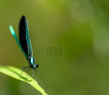 Photo for Macro selective focus on the head of a dark winged damselfly resting on a blade of grass. . High quality photo - Royalty Free Image