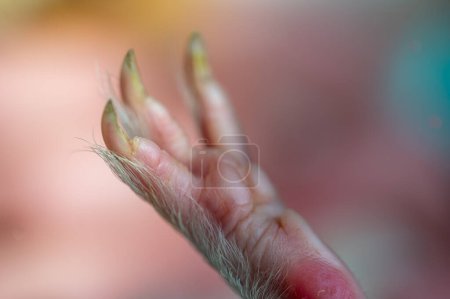 Photo for Selective focus on foot pads and nails of a guinea pig back paw. . High quality photo - Royalty Free Image