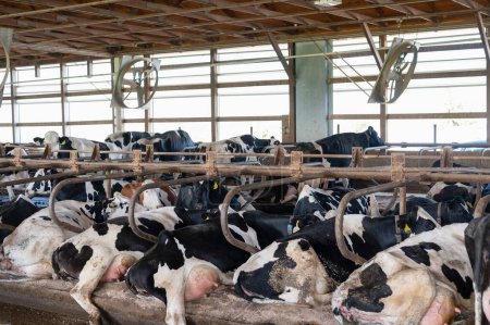 Photo for Holstein dairy cows comfortably laying down in freestalls barn. . High quality photo - Royalty Free Image