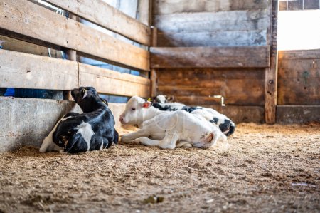 Téléchargez les photos : Veaux laitiers Holstein sevrés posant un stylo sur de la sciure et de la paille. . Photo de haute qualité - en image libre de droit