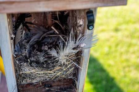 Open bird house with an empty nest of feathers and straw after eggs have hatched and young have left. . High quality photo