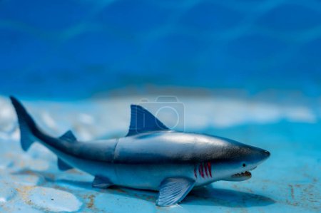 Foto de Concepto de imaginar un gran tiburón blanco en una piscina - Imagen libre de derechos