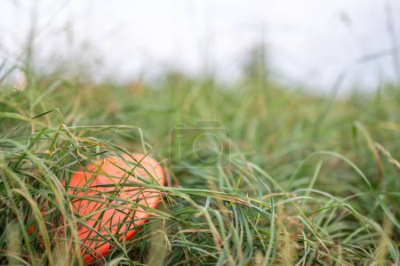 Téléchargez les photos : Disque unique perdu dans les mauvaises herbes lors d'une partie de golf. Photo de haute qualité - en image libre de droit