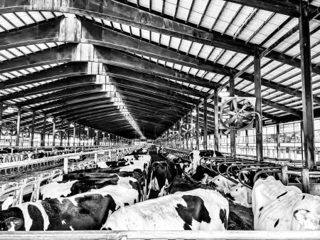 Holstein dairy cows walking around a freestalls barn. . High quality photo