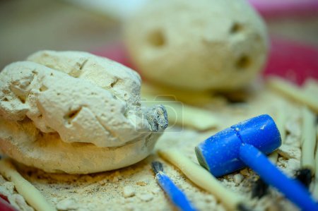 Téléchargez les photos : Plâtre d'œufs de dinosaures de paris avec des outils d'excavation pour le plaisir des jeunes. Photo de haute qualité - en image libre de droit