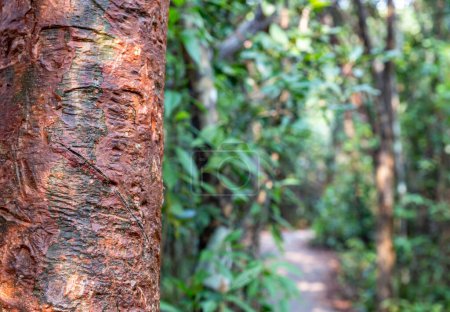 selective focus on the bark of a Gumbo limbo tree along trail path at Everglades National Park. High quality photo