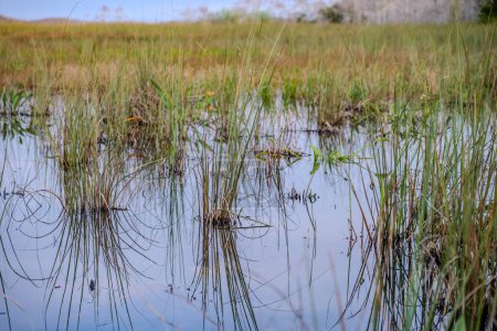 vue à basse altitude le long de la surface de l'eau du marais des zones humides dans le parc national des Everglades. Photo de haute qualité