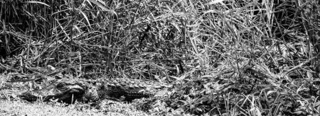 American alligator sitting along a footpath from the Royal Palm Visitor Center along the Anhinga Trail at the Everglades National Park. High quality photo