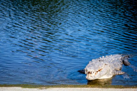 Crocodile d'eau salée bronzant sur le quai du bateau à la marina Flamingo du parc national des Everglades. Photo de haute qualité