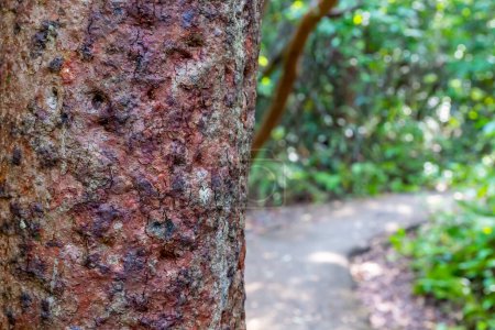 Selektiver Fokus auf die Rinde eines Gumbo-Limbo-Baums am Wanderweg im Everglades National Park. Hochwertiges Foto