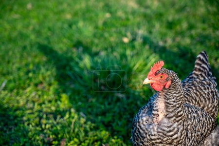 Free range Plymouth Rock chicken wondering in a green backyard . High quality photo