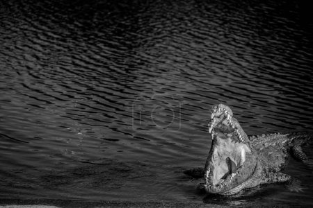 Crocodile d'eau salée bronzant sur le quai du bateau à la marina Flamingo du parc national des Everglades. Photo de haute qualité