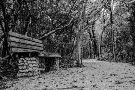 Trail park bench at Windley Key Fossil Reef Geological State Park in Islamorada, Florida. High quality photo