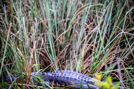 American Allegator hiding in the swamp grass in the Florida Everglades. . High quality photo