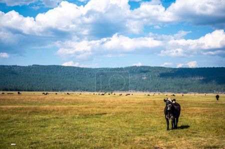 Pastoreo libre de ganado en pisos abiertos a las afueras de Fort Klamath, Oregon. Foto de alta calidad