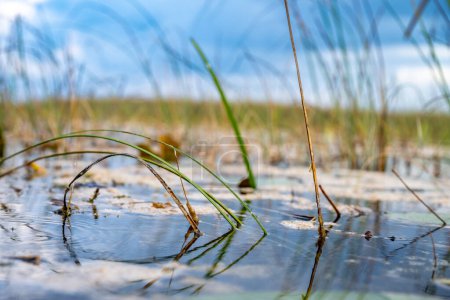vue à basse altitude le long de la surface de l'eau du marais des zones humides dans le parc national des Everglades. Photo de haute qualité