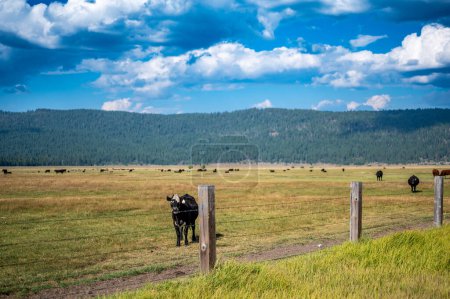 Pastoreo libre de ganado en pisos abiertos a las afueras de Fort Klamath, Oregon. Foto de alta calidad