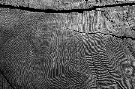 Sección transversal de un árbol de secuoya antiguo gigante cortado en la costa oeste de California. Foto de alta calidad
